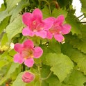 Lophospermum erubescens